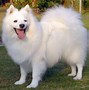 Image result for Peper Dog