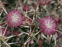 Image result for Asteraceae