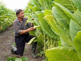 Image result for Harvesting Tobacco Plant