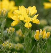 Image result for Genista Porlock Broom