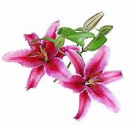 Image result for White Stargazer Lilies