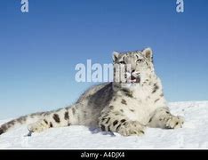 Image result for Snow Leopard Back Legs Lying Down