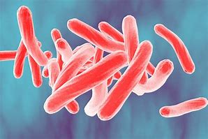 Image result for Bacterium Mycobacterium Tuberculosis