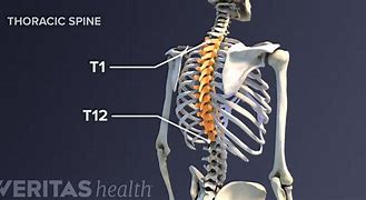 Image result for Thoracic Spinal Nerves