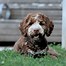 Image result for Brown and White Goldendoodle