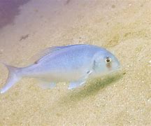 Image result for Black Sea Bream