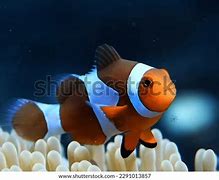 Image result for Viraity Fish