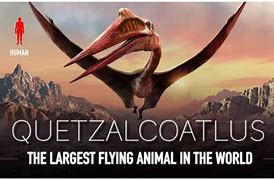 Image result for Biggest Flying Dinosaur