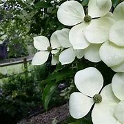 Image result for Cornus Chinensis