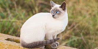 Image result for Brown Point Siamese