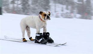 Image result for Dog with Ski Mask Meme