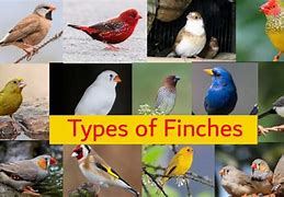 Image result for Finches Images