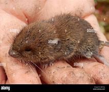 Image result for Baby Black Meadow Vole