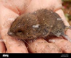 Image result for Newborn Baby Vole