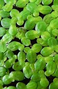 Image result for Duckweed for Chickens