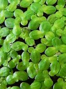 Image result for Duckweed Fruit