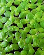 Image result for Greater Duckweed