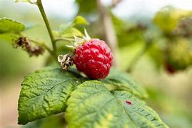 Image result for Organic Raspberry