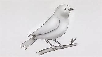 Image result for Bird Easy Drawing 3D