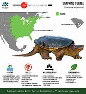 Image result for Common Snapping Turtle Growth Chart