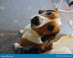 Image result for Sad-Eyed Dog