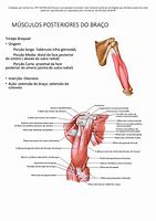 Image result for Musculos Do Ombro