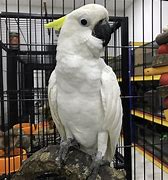 Image result for Sulphur Crested Cockatoo for Rehoming