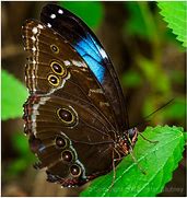 Image result for Butterfly with Wings Closed