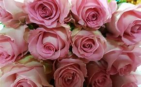 Image result for Pink Rare Flpwers