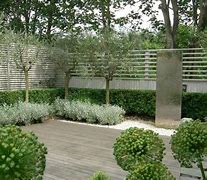 Image result for Olive Tree Landscape Design