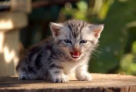 Image result for Cat Hiss