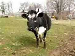 Image result for Icelandic Cow