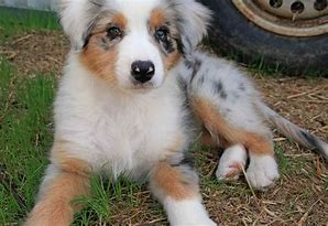 Image result for Australian Shepherd Golden Retriever Mix Blonde