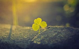 Image result for Lucky Wallpaper 4K