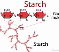 Image result for SPAC Starch Organisation Structure