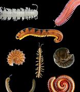 Image result for Millipede Species