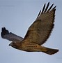 Image result for Hawk Cut Out