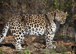 Image result for Leopard Standing