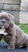 Image result for Bulldog Cat Mix