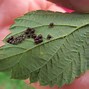 Image result for Kill Plant Mites