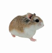 Image result for Perangkap Hamster