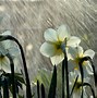 Image result for Rain Scenery Wallpaper