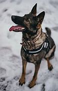 Image result for United States Military Police K9 Dogs