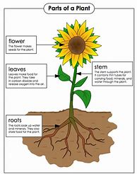 Image result for Parts of Plants 4th Grade