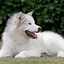 Image result for White Puffy Doggo