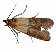 Image result for Indian Rice Moth