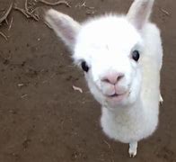 Image result for Pictures of a Baby Fluffy Cute Llama