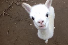 Image result for Cute Fluffy Baby Alpacas