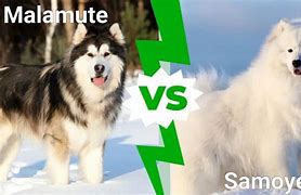 Image result for Perro Malamute