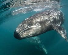 Image result for Gray Whale Animal